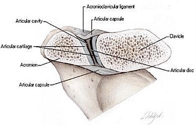 Schéma de l'articulation Acromio-Claviculaire